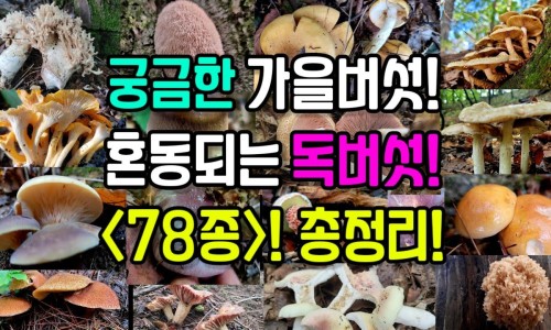 绿茶的种类中哪种最好-绿茶的种类中哪种最好专区_绿茶中什么绿茶最营养成份高专区_绿茶中什么绿茶最营养成份网